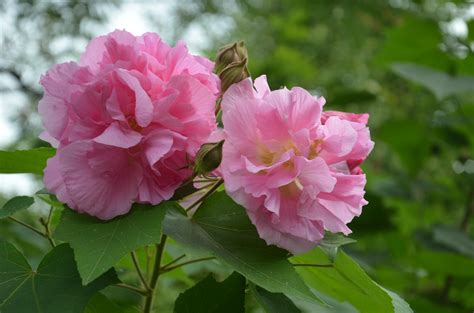 家裡種芙蓉|芙蓉（照片）：種植，飼養和護理